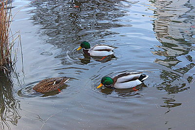 High angle view of swimming in lake