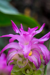 Close-up of pink flower blooming outdoors