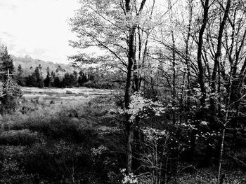 Trees growing on field against sky