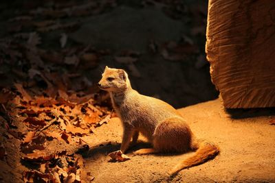 Side view of yellow mongoose on field at night