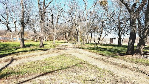 Walkway amidst trees in park