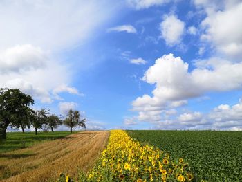 Scenic view of agricultural field against sky