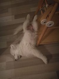 Cat lying on floor