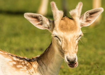 Close-up of deer on field