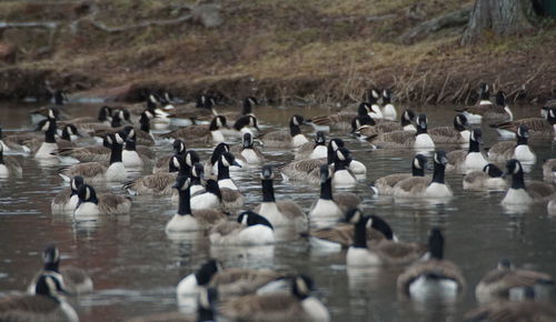 Flock of birds in lake