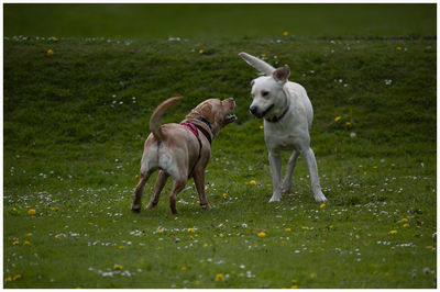 Dogs in a field