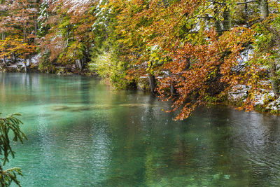 Trees by lake during autumn