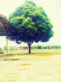 tree