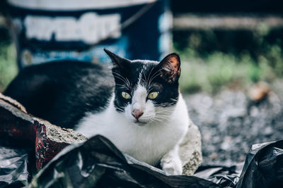 Close-up portrait of cat relaxing outdoors