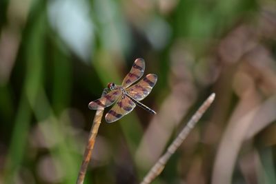 Close-up of halloween pennant dragonfly on reeds