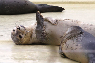 Lion resting in a sea