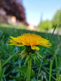 Close-up of yellow flower blooming outdoors