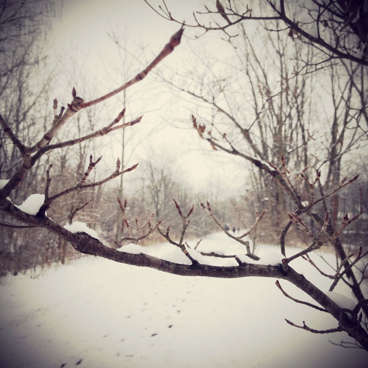 bare tree, branch, tranquility, tree, tranquil scene, nature, water, scenics, beauty in nature, winter, cold temperature, lake, snow, sky, weather, dead plant, non-urban scene, season, outdoors, tree trunk