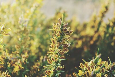 Close-up of yellow spiky flowering plants