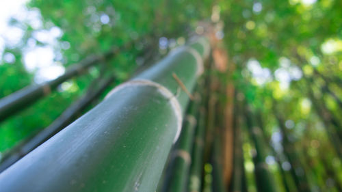 Low angle view of bamboo trees