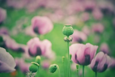 Close-up of pink flowering plant