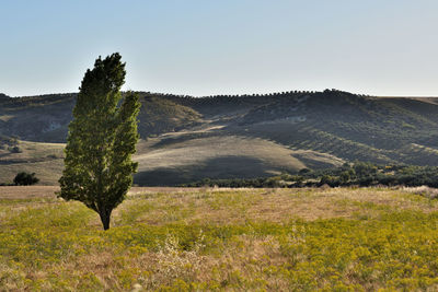 Scenic view of field against clear sky