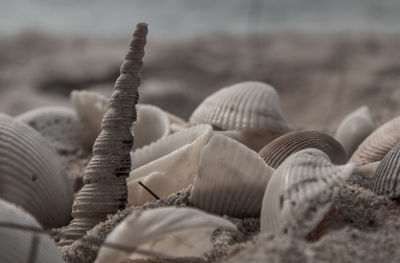 Close-up of seashell on shells