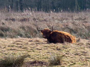 Highland cattle sitting on land during sunny day