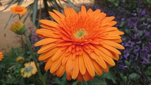 Close-up of orange flower blooming outdoors