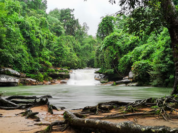 Scenic view of waterfall in forest