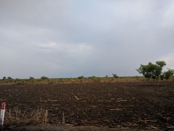 Scenic view of field against sky