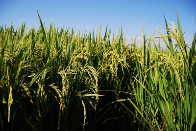Crops growing on field against sky