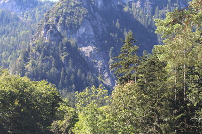Pine trees in forest