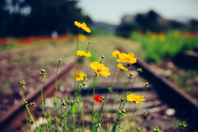 Close-up of yellow flowers blooming outdoors
