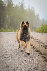 Dog running on road