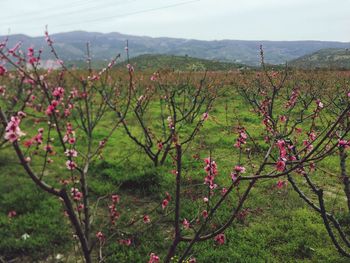 Scenic view of flowering plants on land against sky