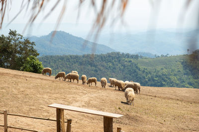 Sheep grazing on field