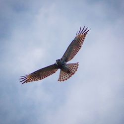 Low angle view of eagle flying in sky