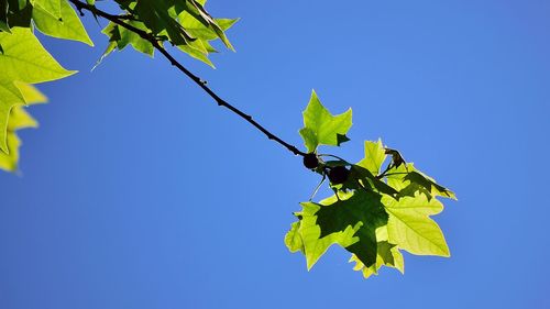 Low angle view of maple leaves against clear blue sky