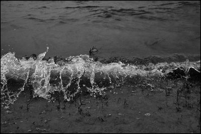 View of birds in sea