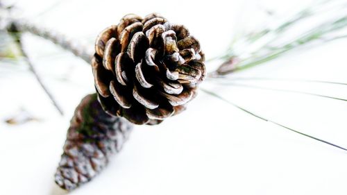 Close up of plant against blurred background