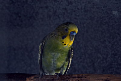 Close-up of parrot perching