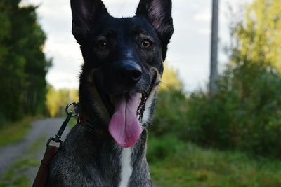 Close-up portrait of black dog
