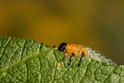 Close-up of insect on leaf