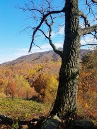 Trees in forest during autumn