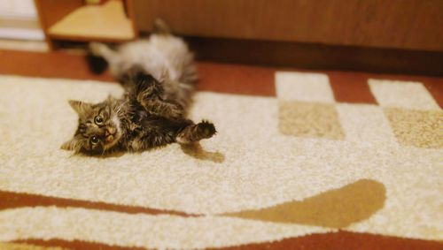 High angle view of kitten lying on carpet