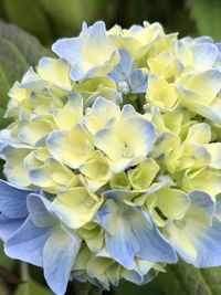 Close-up of yellow flowering plant