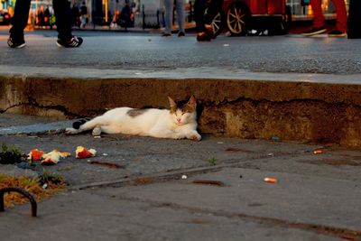 Cat relaxing on street in city