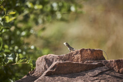 Bird perching on rock