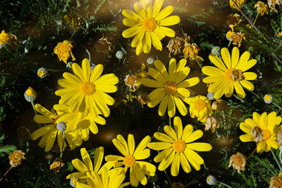 High angle view of yellow flowering plant