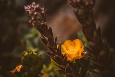 Close-up of yellow flowering plant