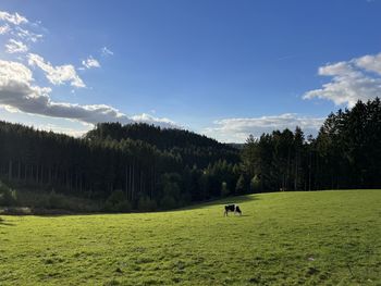 Scenic view of field against sky