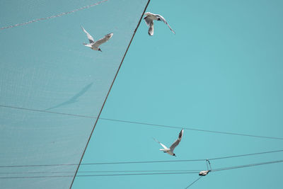 Low angle view of birds flying against clear sky