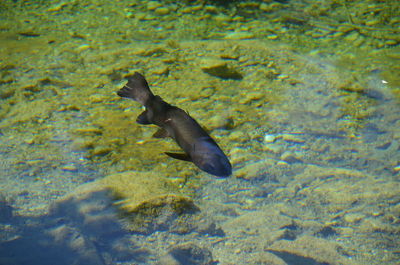 Duck swimming in sea