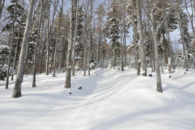 Trees on snow covered field